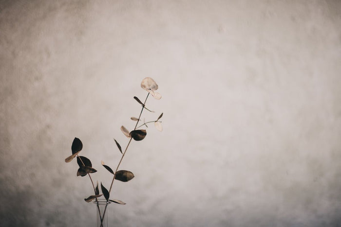 Dried eucalyptus sprig against a soft neutral background